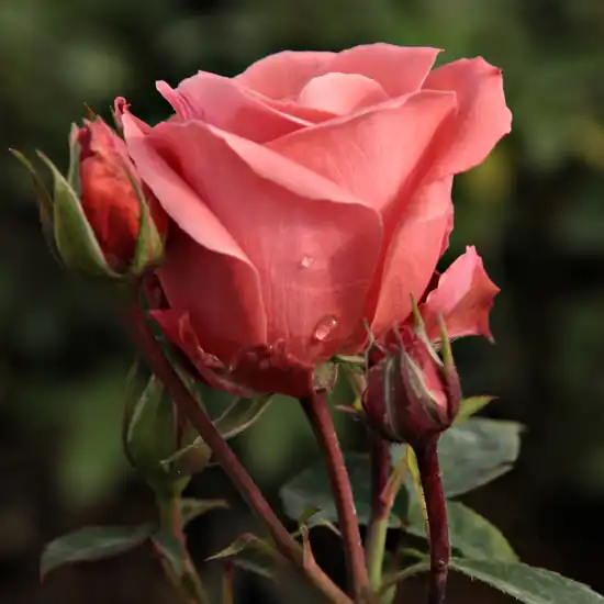 Trandafiri Floribunda - Trandafiri - Favorite® - 